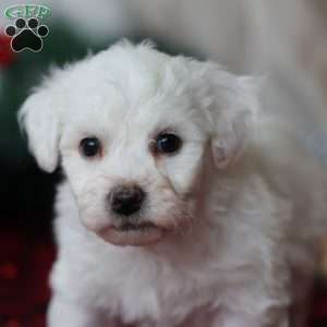 Toby, Bichon Frise Puppy